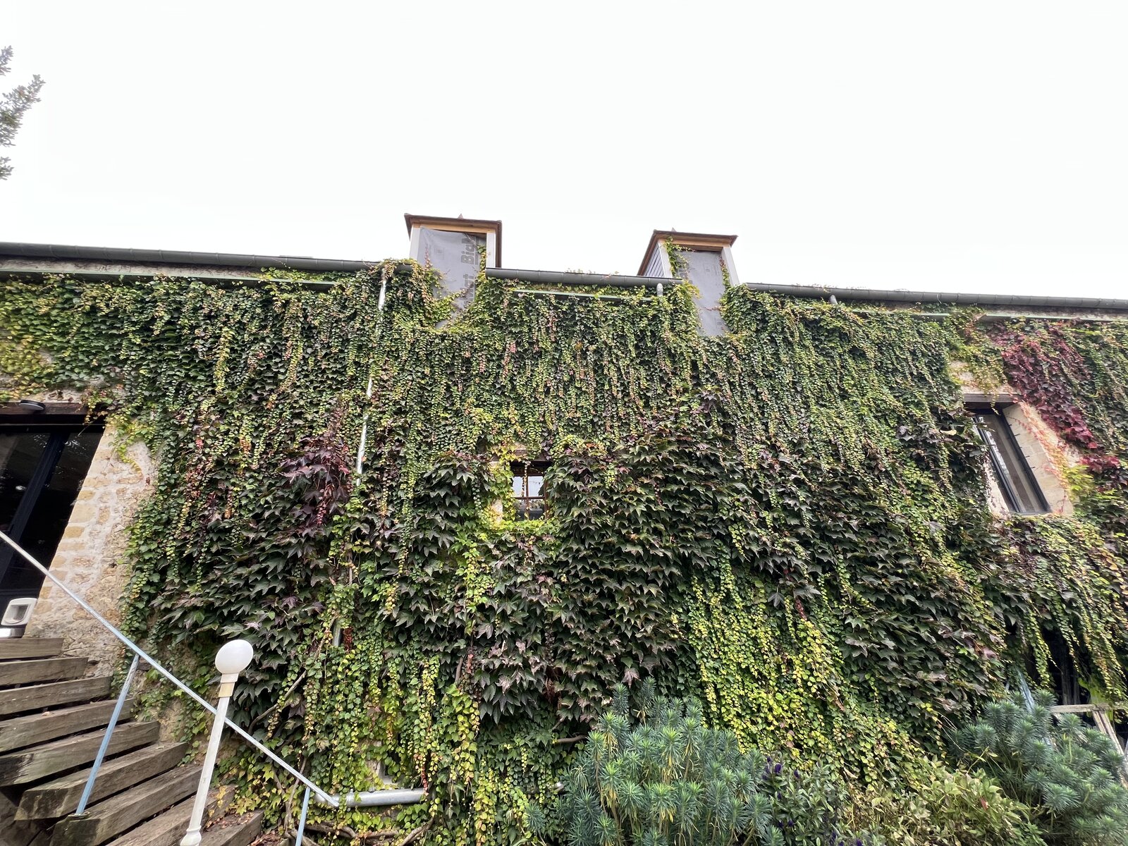 Façade en pierre avec lierre, avant rénovation